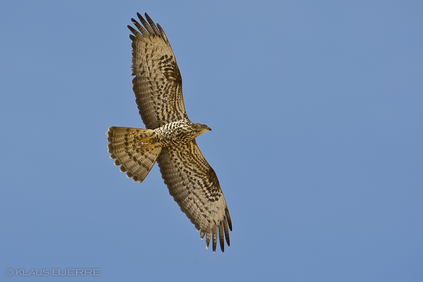 Honey Buzzard_KBJ3895.jpg - Honey Buzzard female - Eilat Mountains